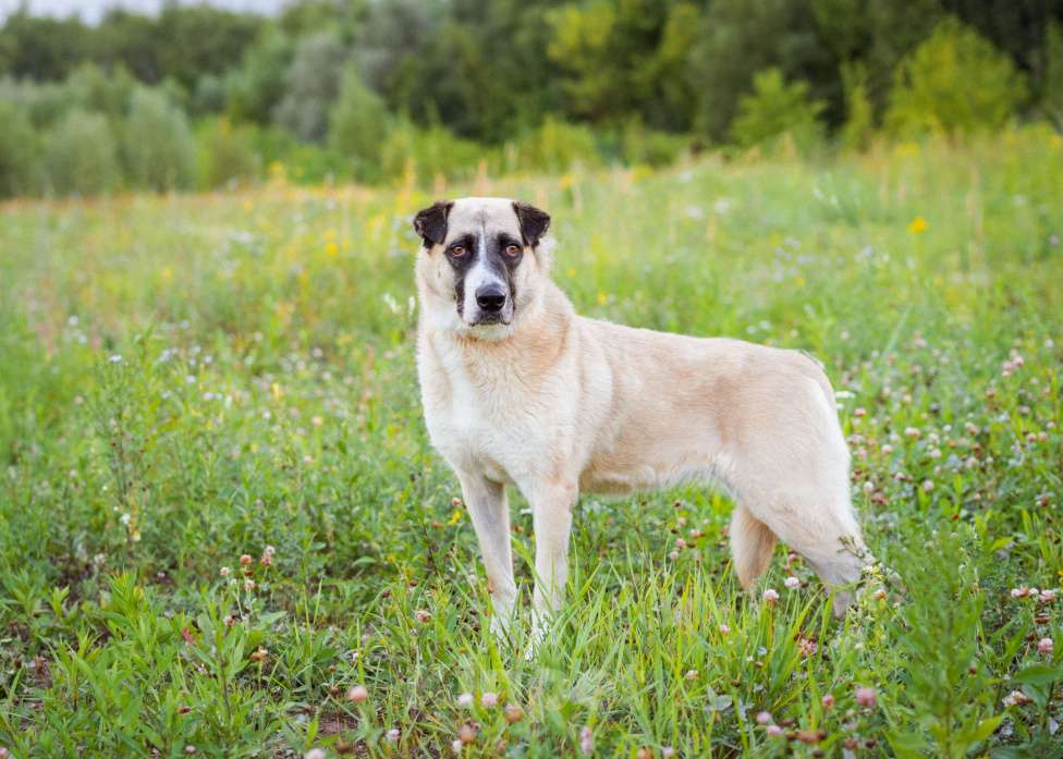 Собаки в Москве: Красивая молодая собака в добрые руки! Девочка, Бесплатно - фото 6