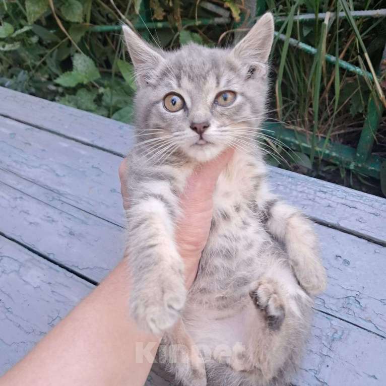 Кошки в Москве: Серебристый котенок Сильвер 2 месяца ждет семью Мальчик, Бесплатно - фото 3