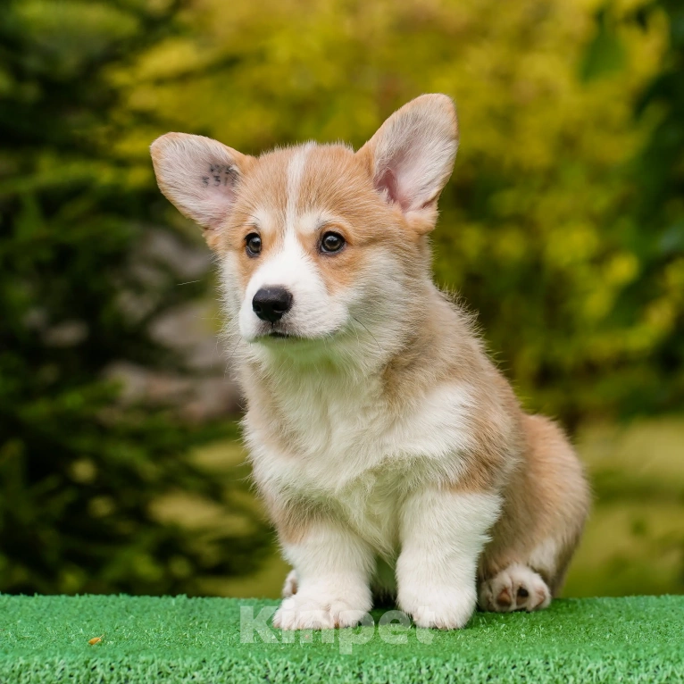 Собаки в Воронеже: Щенок вельш корги пемброк — GRISHA WOLF Мальчик, 100 000 руб. - фото 5