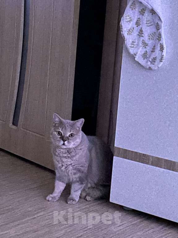 Кошки в Томске: Отдам в хорошие, добрые и заботливые руки Мальчик, Бесплатно - фото 3