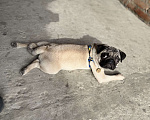 Собаки в Краснодаре: Потерялась собака мопс, пожалуйста кто видел отпишитесь  Мальчик, Бесплатно - фото 1