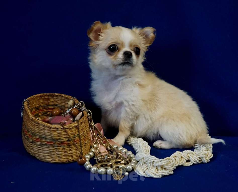 Собаки в Кудрово: Мини Нелиана Девочка, 80 000 руб. - фото 6