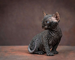 Кошки в Москве: Котенок сфинкс эльф страйт черный солид Мальчик, 80 000 руб. - фото 5