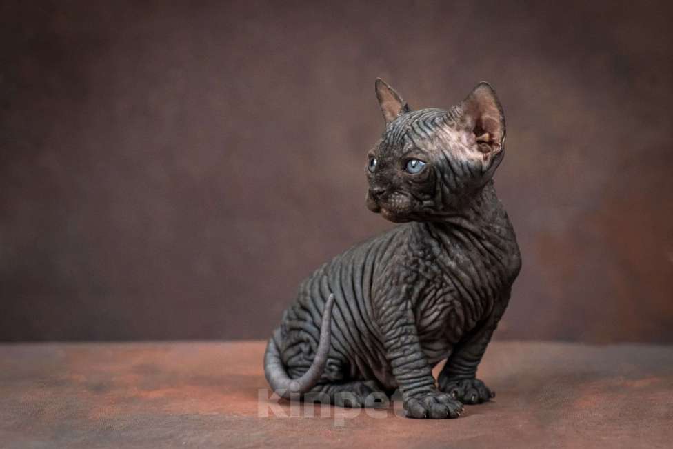 Кошки в Москве: Котенок сфинкс эльф страйт черный солид Мальчик, 80 000 руб. - фото 5