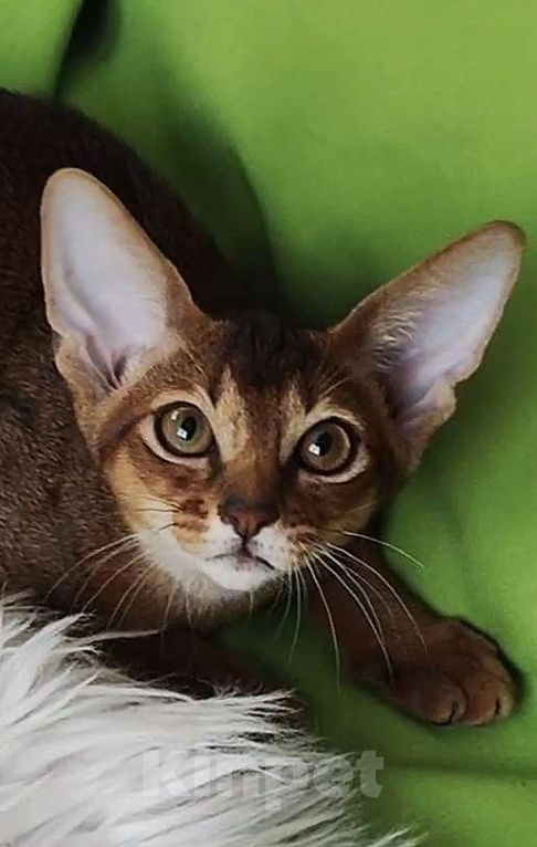 Кошки в Краснодаре: Абиссинские котята  Мальчик, 70 000 руб. - фото 10