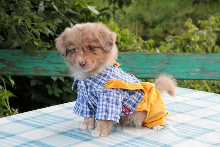 Собаки в Пушкино: Щенки мини аусси. Щенки миниатюрной американской овчарки. Щенки массы Мальчик, 100 000 руб. - фото 2