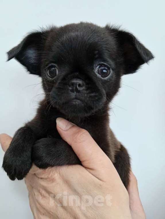 Собаки в Туле: Милое создание Девочка, 16 000 руб. - фото 2