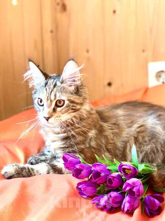 Кошки в Челябинске: КОТЕНОК МЕЙН-КУН ДЕВОЧКА Девочка, Бесплатно - фото 7