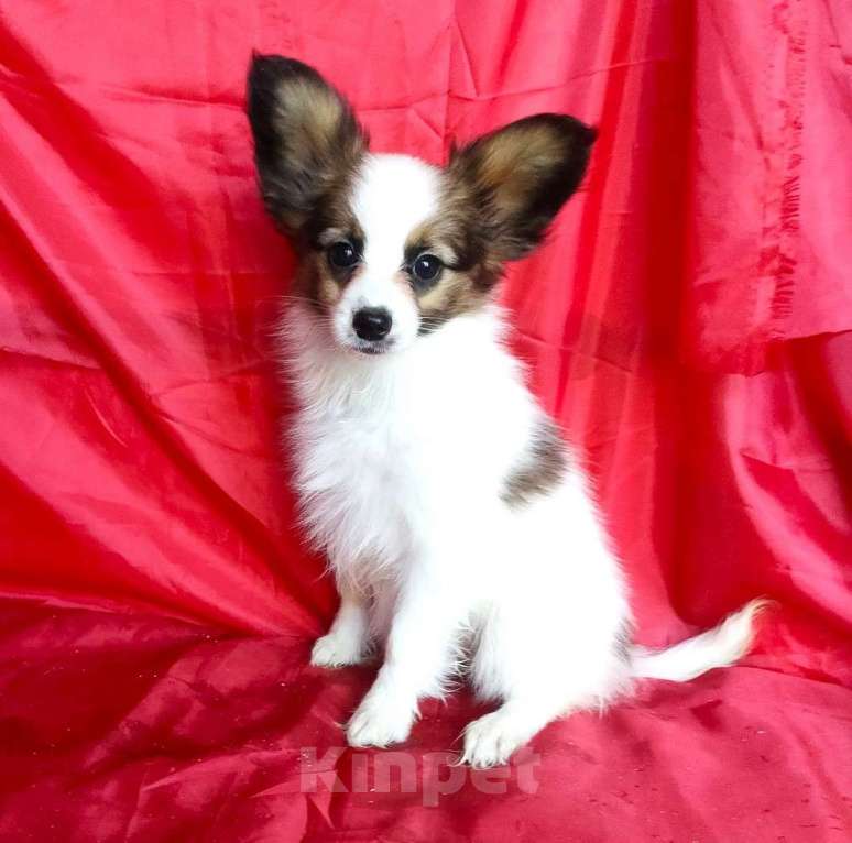 Собаки в Красноармейске: Щенки папийона Мальчик, 35 000 руб. - фото 5