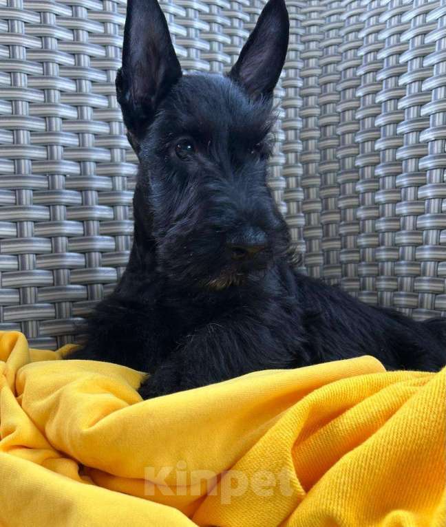 Собаки в Москве: породные щенки скотч терьера (девочки) Девочка, 70 000 руб. - фото 6