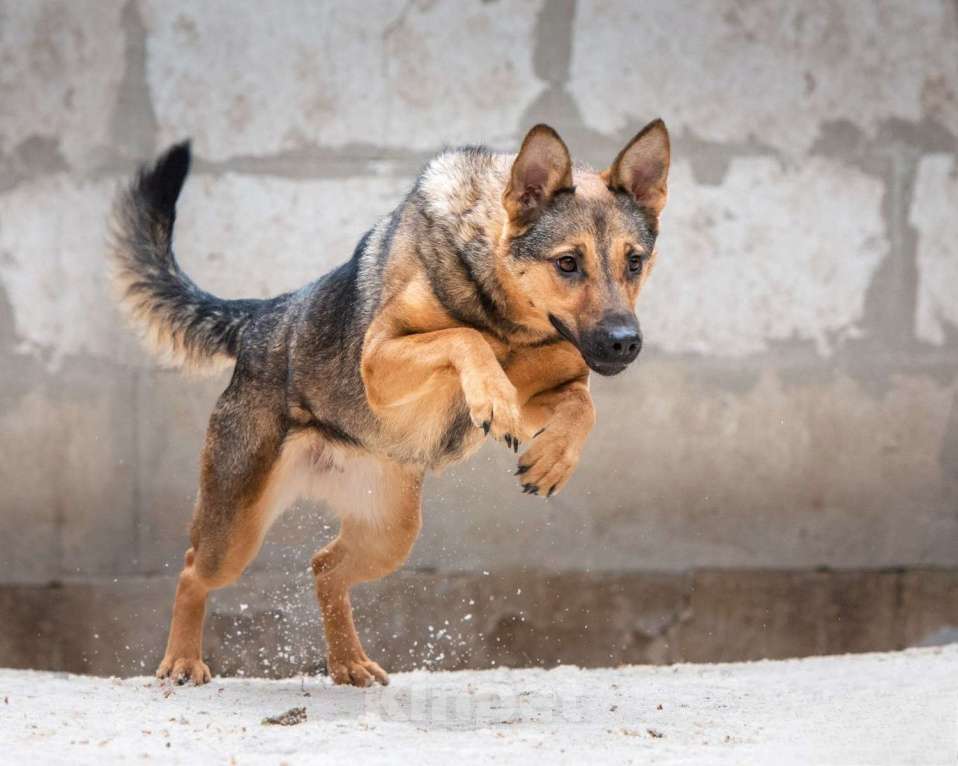 Собаки в Москве: Элиза - для пылкого сердца нет преград Девочка, Бесплатно - фото 7