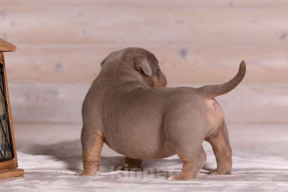 Собаки в Королеве: Американский булли Девочка, 200 000 руб. - фото 9