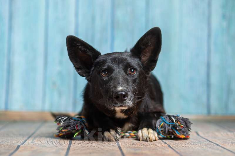 Собаки в Москве: Вельш корги кардиган Мартик в добрые руки Мальчик, 1 руб. - фото 2