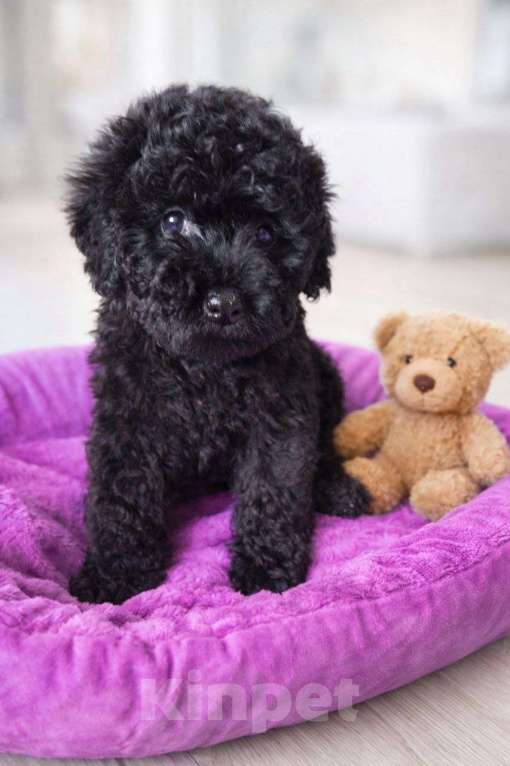 Собаки в Туле: Щенки пуделя Разнополые, 45 000 руб. - фото 9