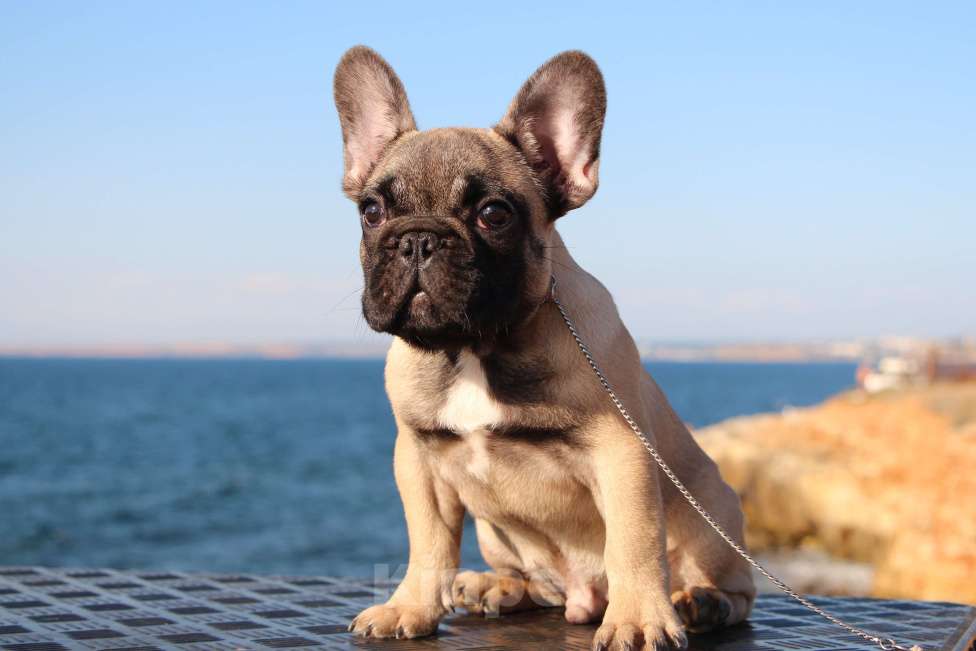 Собаки в Севастополе: Красивый мальчик  Мальчик, 70 000 руб. - фото 8