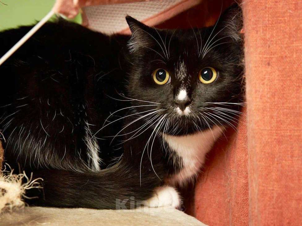Кошки в Москве: Нужен дом для кошечки Кармы, в добрые руки  Девочка, Бесплатно - фото 2
