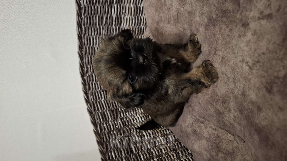 Собаки в Кропоткине: Ши-тцу Мальчик, 20 000 руб. - фото 1