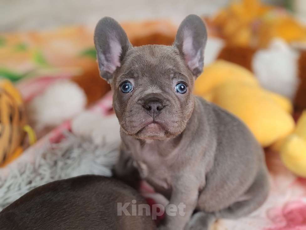 Собаки в Санкт-Петербурге: Шикарная лиловая девочка  Девочка, 80 000 руб. - фото 3