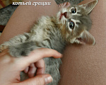 Кошки в Гагарине: Девушка в активном поиске хозяев Девочка, Бесплатно - фото 2