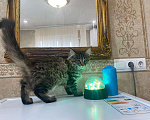 Кошки в Малмыже: Котята для вас., 15 000 руб. - фото 3
