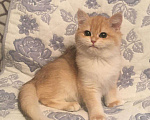Кошки в Касимове: Золотая шиншилла., 100 руб. - фото 6
