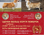 Собаки в Москве: Щенок вельш корги пемброк Мальчик, 80 000 руб. - фото 8