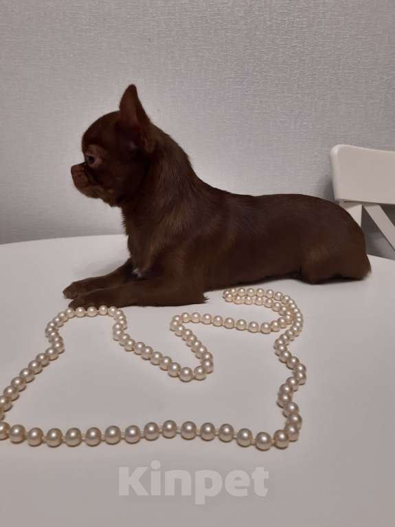 Собаки в Санкт-Петербурге: Красивая Чихуахуа Девочка, 50 000 руб. - фото 1