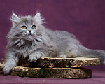 Кошки в Барнауле: Котик Юкотан💙 Мальчик, Бесплатно - фото 5