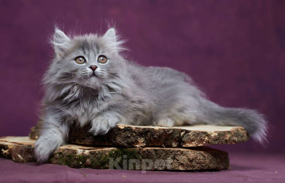 Кошки в Барнауле: Котик Юкотан💙 Мальчик, Бесплатно - фото 5