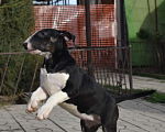 Собаки в Абинске: Шикарная девочка бультерьера Девочка, 50 000 руб. - фото 2