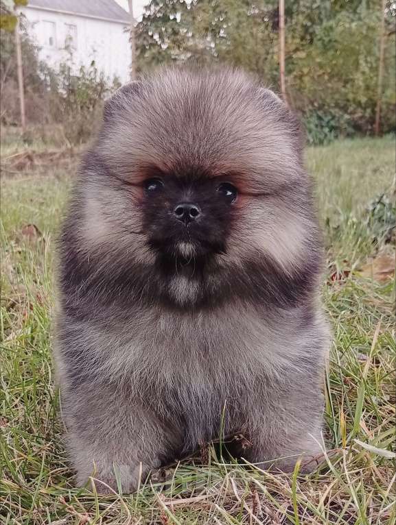 Собаки в Воронеже: Шпиц мишка Девочка, 60 000 руб. - фото 3