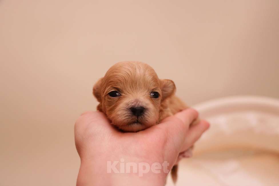 Собаки в Москве: Мальтипу микро девочка Корея Девочка, 180 000 руб. - фото 2