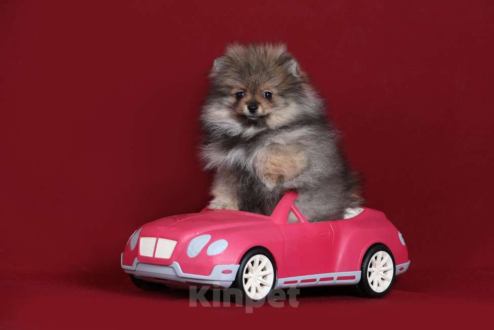 Собаки в Курске: Померанский шпиц щенок Девочка, Бесплатно - фото 2