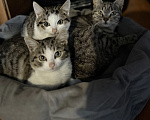 Кошки в Сибае: Котенок и коты Разнополые, Бесплатно - фото 1