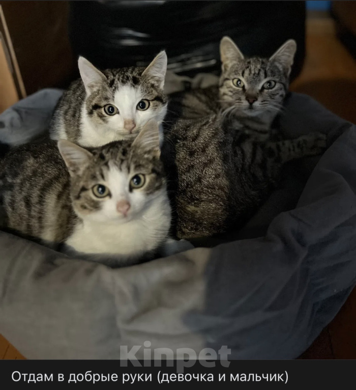 Кошки в Сибае: Котенок и коты Разнополые, Бесплатно - фото 1