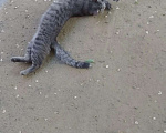Кошки в Красноярске: Кошечка ищет свой дом! Девочка, Бесплатно - фото 2