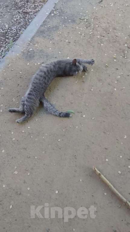 Кошки в Красноярске: Кошечка ищет свой дом! Девочка, Бесплатно - фото 2