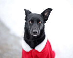 Собаки в Москве: Черная собачка небольшая Амели в добрые руки Девочка, 1 руб. - фото 4