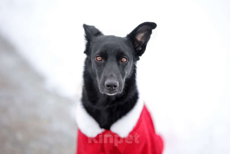 Собаки в Москве: Черная собачка небольшая Амели в добрые руки Девочка, 1 руб. - фото 4
