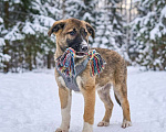 Собаки в Москве: щенок Луша в добрые руки Девочка, Бесплатно - фото 5