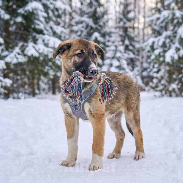 Собаки в Москве: щенок Луша в добрые руки Девочка, Бесплатно - фото 5