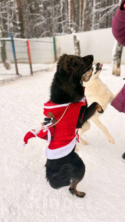 Собаки в Москве: Собака Марта ищет дом! Девочка, Бесплатно - фото 3