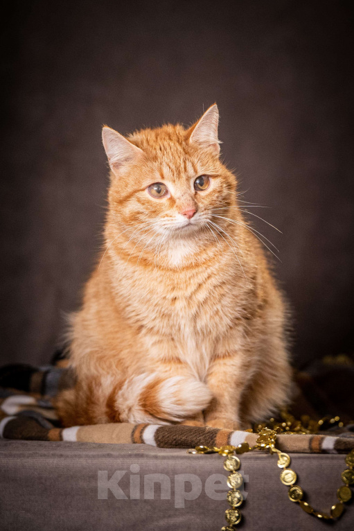 Кошки в Клине: Роуз — обаятельная рыжуля Девочка, Бесплатно - фото 4