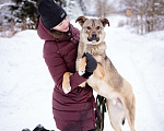 Собаки в Москве: Пёс-радость и позитив, компаньон для семьи и детей Мальчик, Бесплатно - фото 7