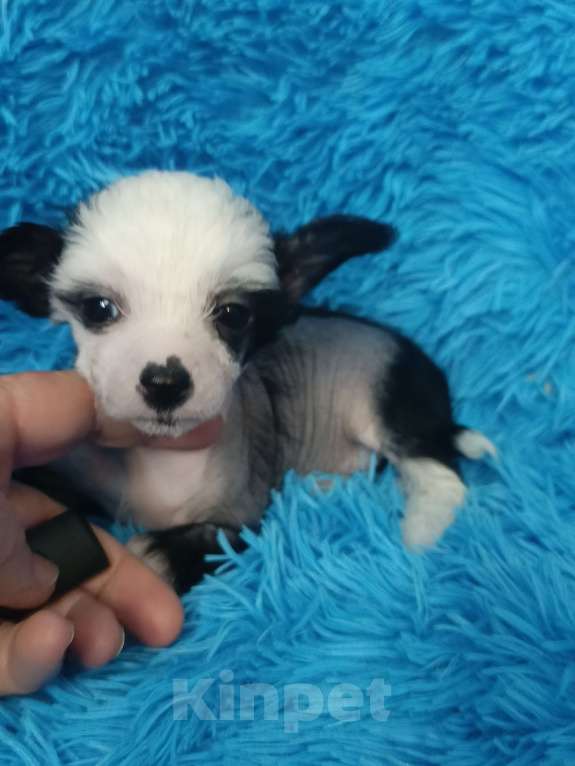 Собаки в Санкт-Петербурге: Девочка голая мини Девочка, 70 000 руб. - фото 5