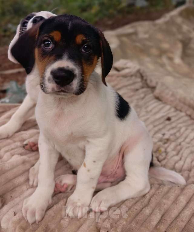 Собаки в Москве: Кевин Мальчик, Бесплатно - фото 1