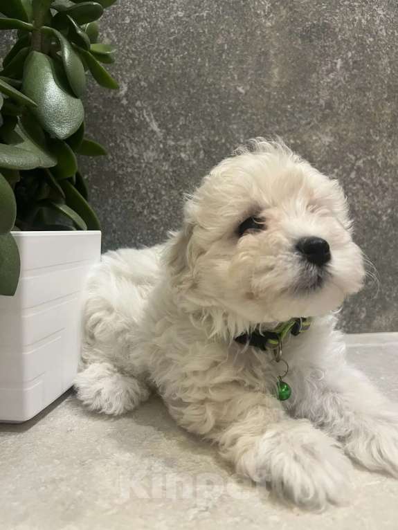 Собаки в других городах Ленинградской области: Мальтипу F1 Мальчик, 99 000 руб. - фото 2