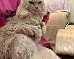 Кошки в Барнауле: В добрые руки  Мальчик, Бесплатно - фото 2