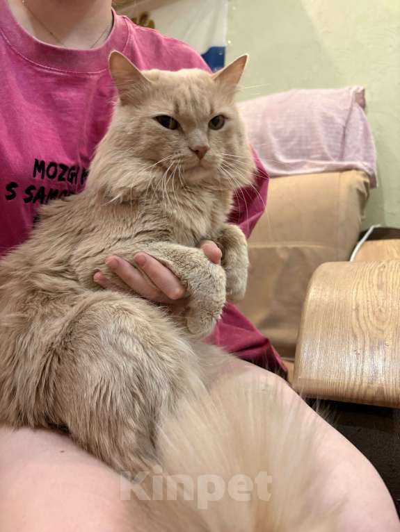 Кошки в Барнауле: В добрые руки  Мальчик, Бесплатно - фото 2