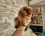 Собаки в Москве: 100% померанский шпиц курносый МИНИ мальчик питомник РКФ Мальчик, Бесплатно - фото 2